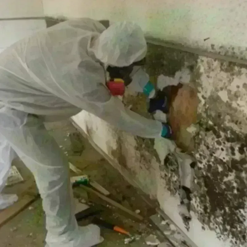 Mold Remediation and Removal in McGill, NV